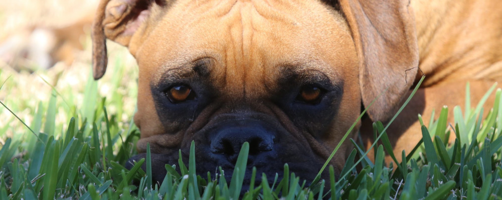 A boxer dog sitting int he grass looking so so sad.