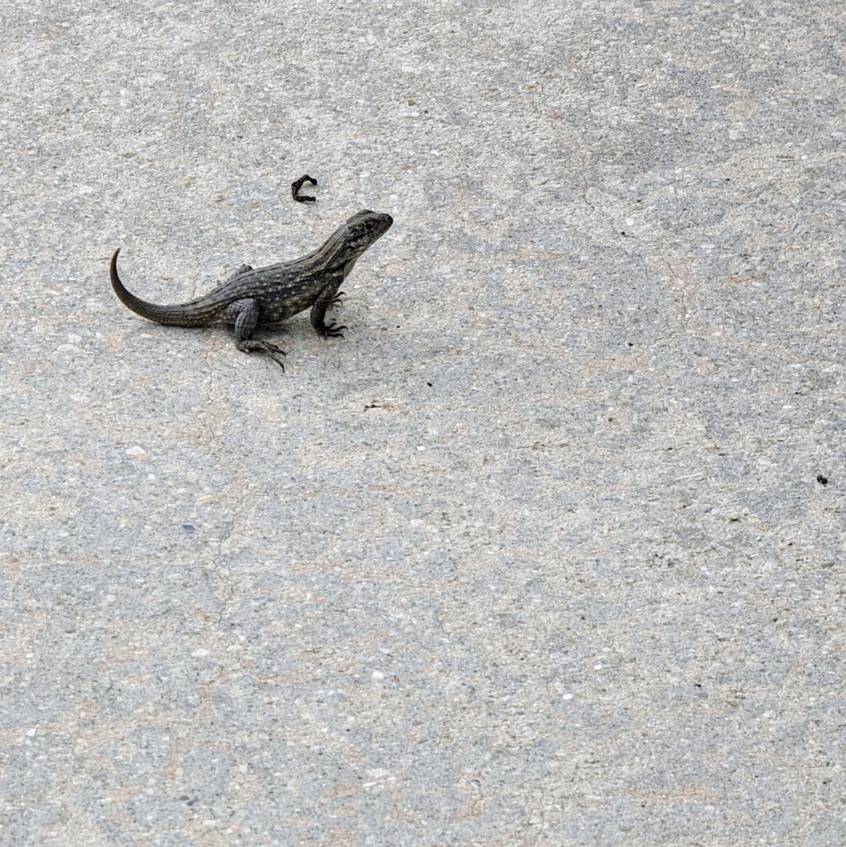 Some gecko or lizard sitting on the concreate, about to run away from me.