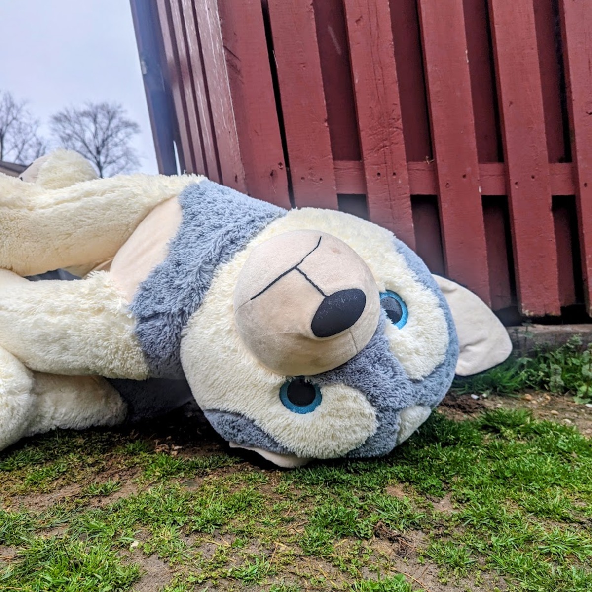 An oversized stuffed alaskan husky laying next to a trash can in the grass.