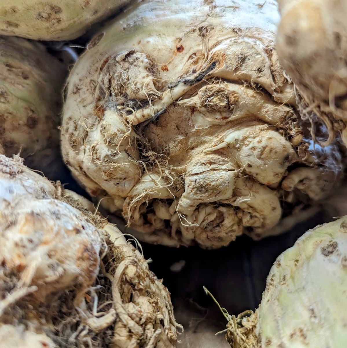 Close up shot of a single celery root among a pile of them. It's a large bulb and the way the roots mangle into a wird pattern at the bottom might trigger some people.