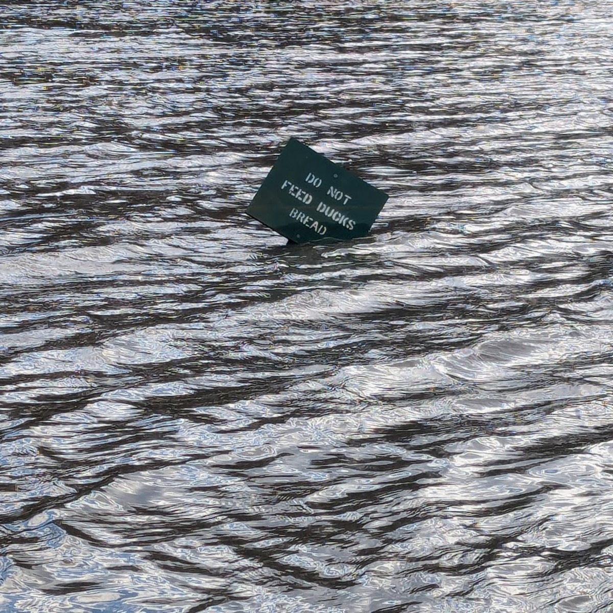 A green sign partly submerged in water, tilted at a 45 degree angle with white letters reading 'DO NOT FEED DUCKS BREAD'