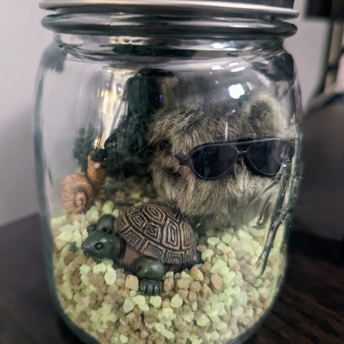 A glass ball jar containing some rocks, a mini turtle and a moss ball wearing dark sunglasses.