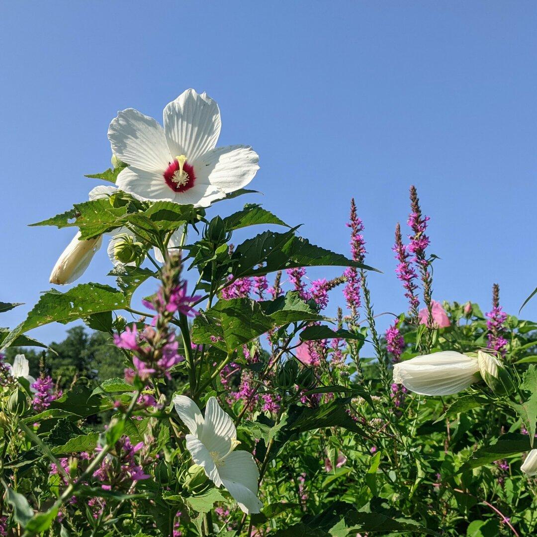 A closeup of a white flower against the blue sky with several purple flowers in the background.