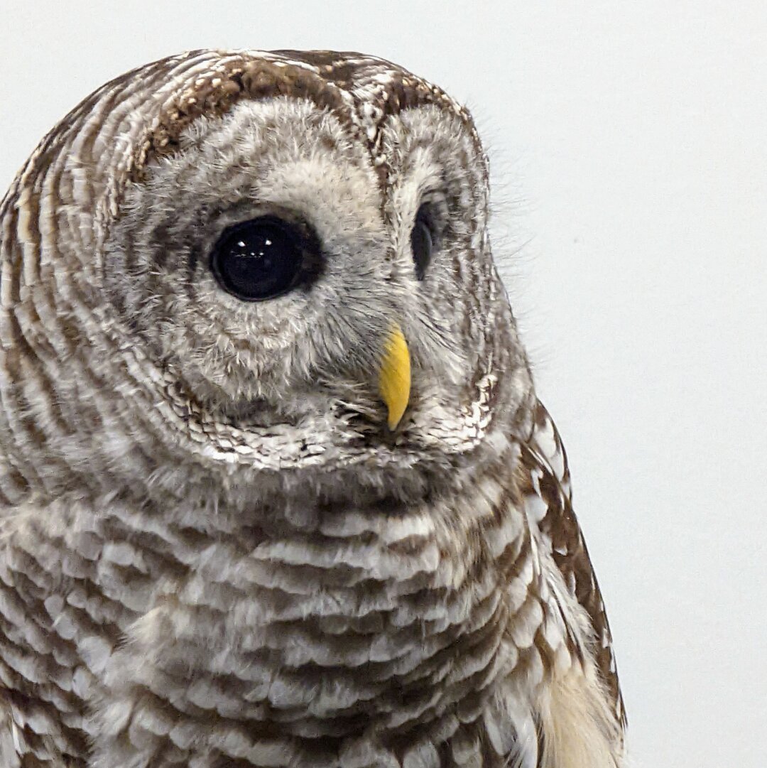 An owl with a yellow beak against a white background