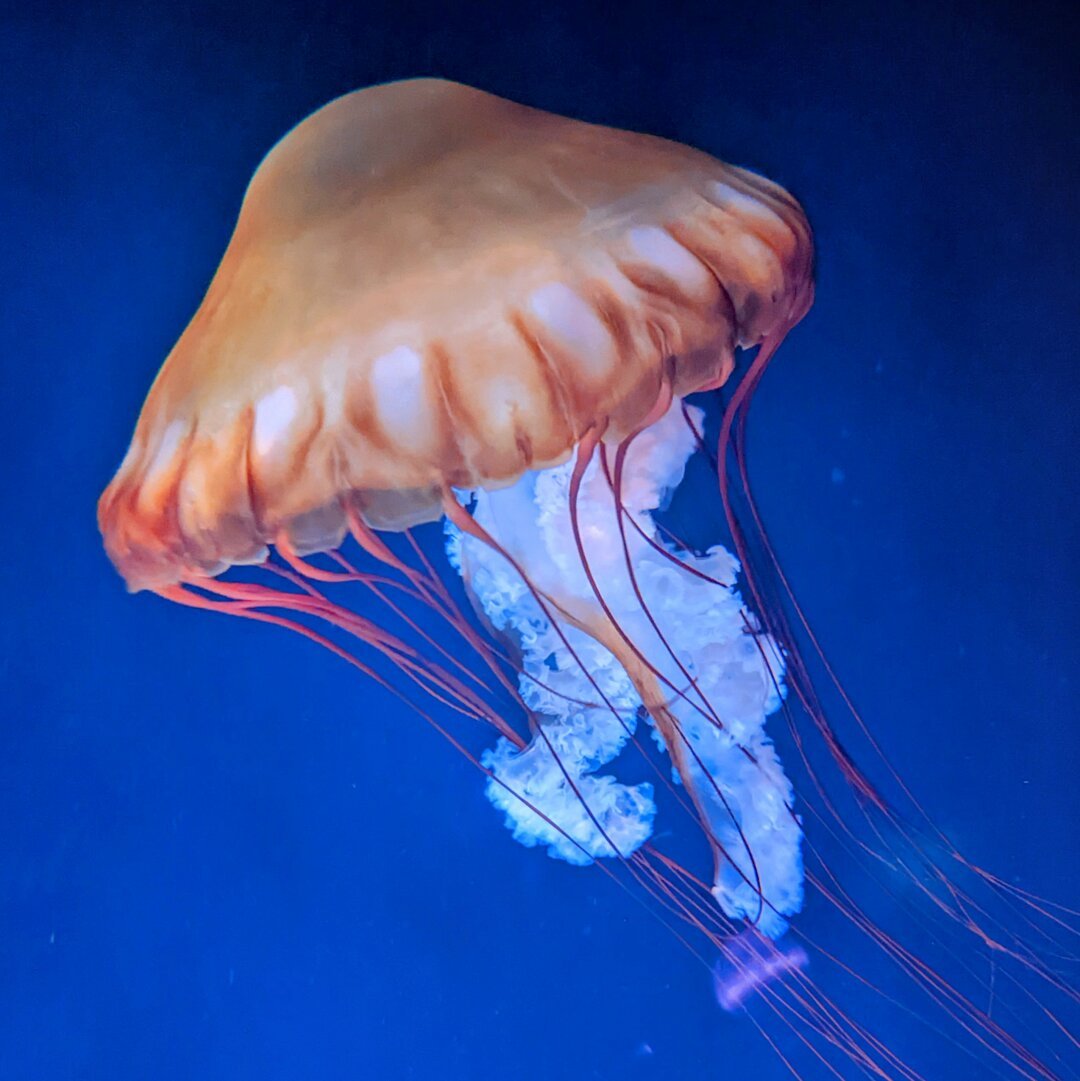An orange jellyfish swimming in dark blue water
