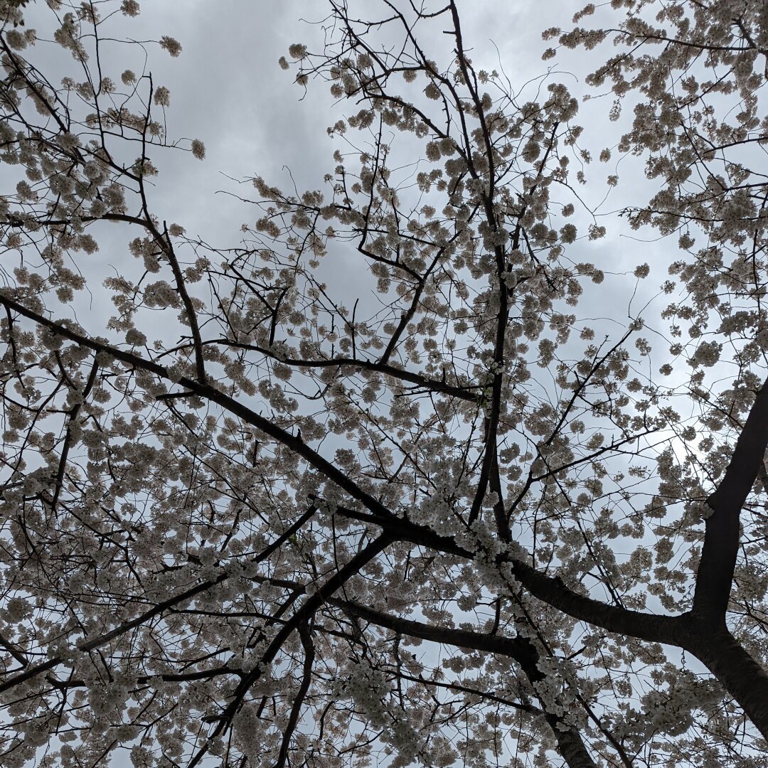 Looking up through the branches of a tree that has hundreds of white flowers - the sky is dark and overcast.