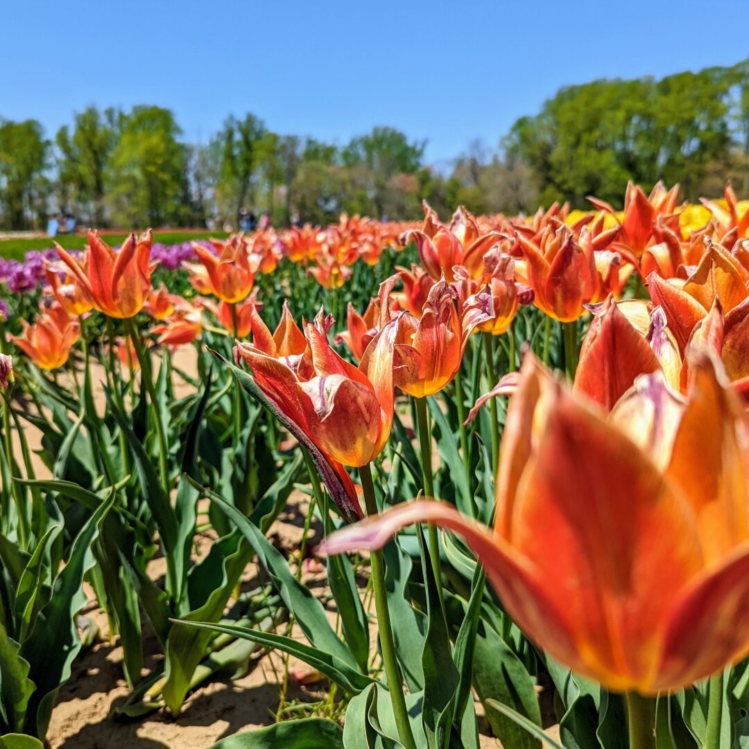 Hundreds of orange and red tulips in a field