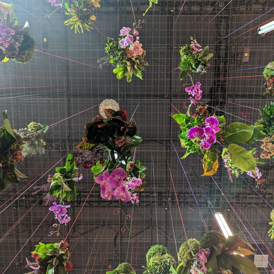 Looking up toward the ceiling at the bottom of several hanging plants