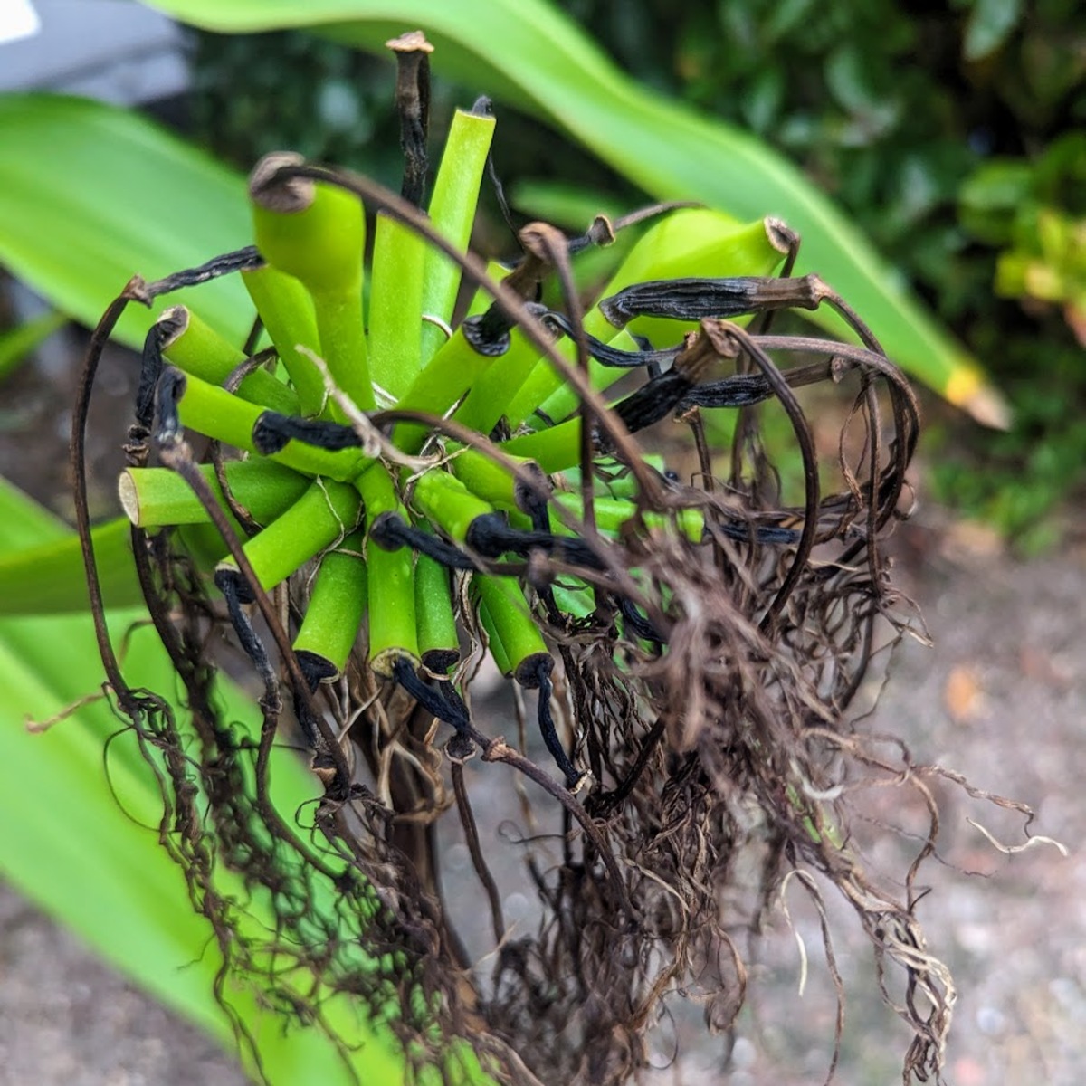 a very bright green plant with tube like structures. The tips of the tubes are black with eaching having a spindly dark brown protrusion falling toward the ground.