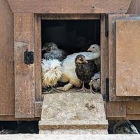 Several baby chickens poking them heads out of a chicken coup.