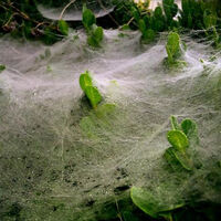 A really thick spiderweb in a bush that almost looks like fog in a valley
