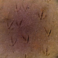 Geese footprints in sand