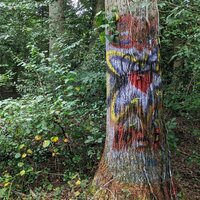 An old tree that's spray painted