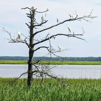 10 bright white egrets sitting on a dead tree among marshlands overlooking water