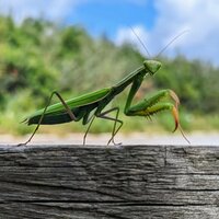 A praying mantis standing on a fence looking directly at me