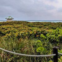 Photo of a roped off area with lots of small green plants leading up to the beachfront and the ocean with dark clouds in the background