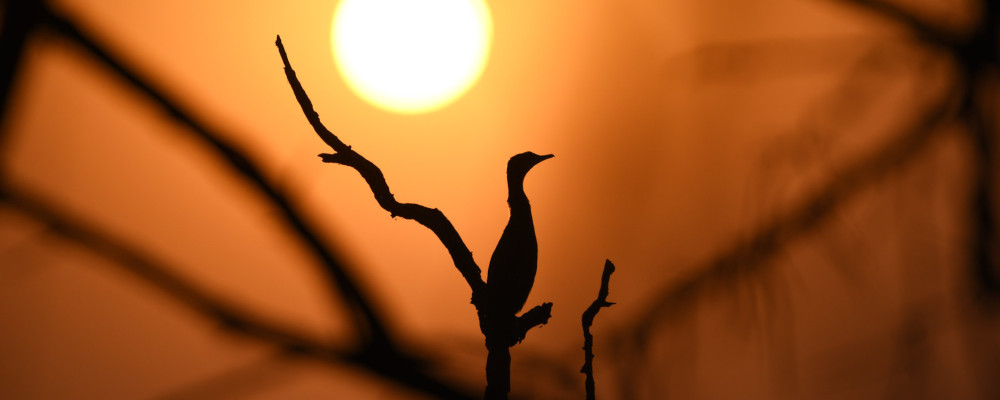Siloette of a bird sitting on a branch in front of a sunset.